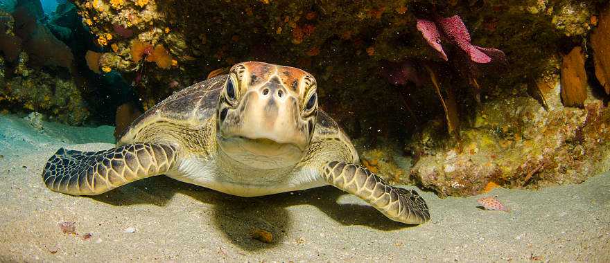 Great Barrier Reef in Australia