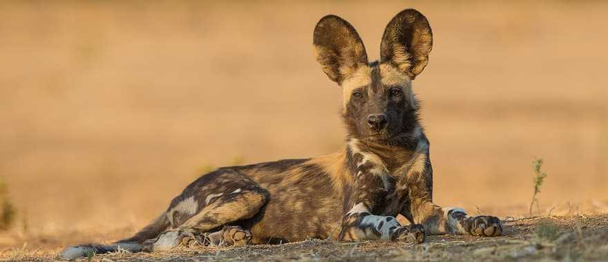 Wild dog in the African savanna