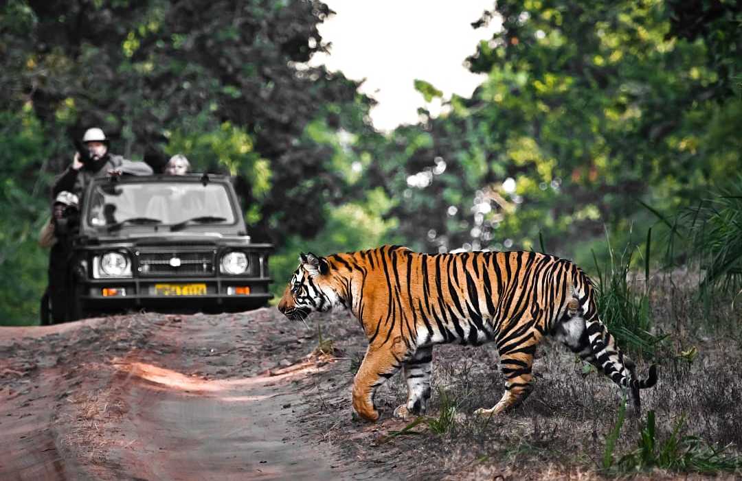 Bengal tiger at Bandhavgarh National Park, India