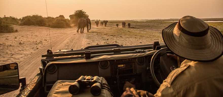 Observing elephant migration from a safari vehicle in Chobe National Park, Botswana