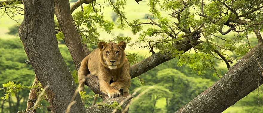 Lion in Uganda