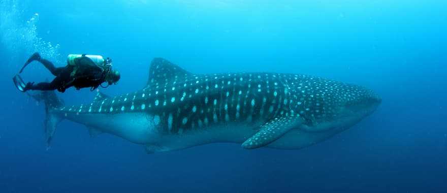 Scuba diving with wales in the Galapagos, Ecuador