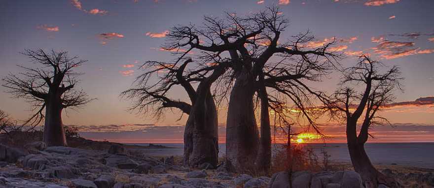 Sunrise with backlit baobab trees on Lekubu Island, Botswana Sunrise with backlit baobab trees on Lekubu Island, Botswana