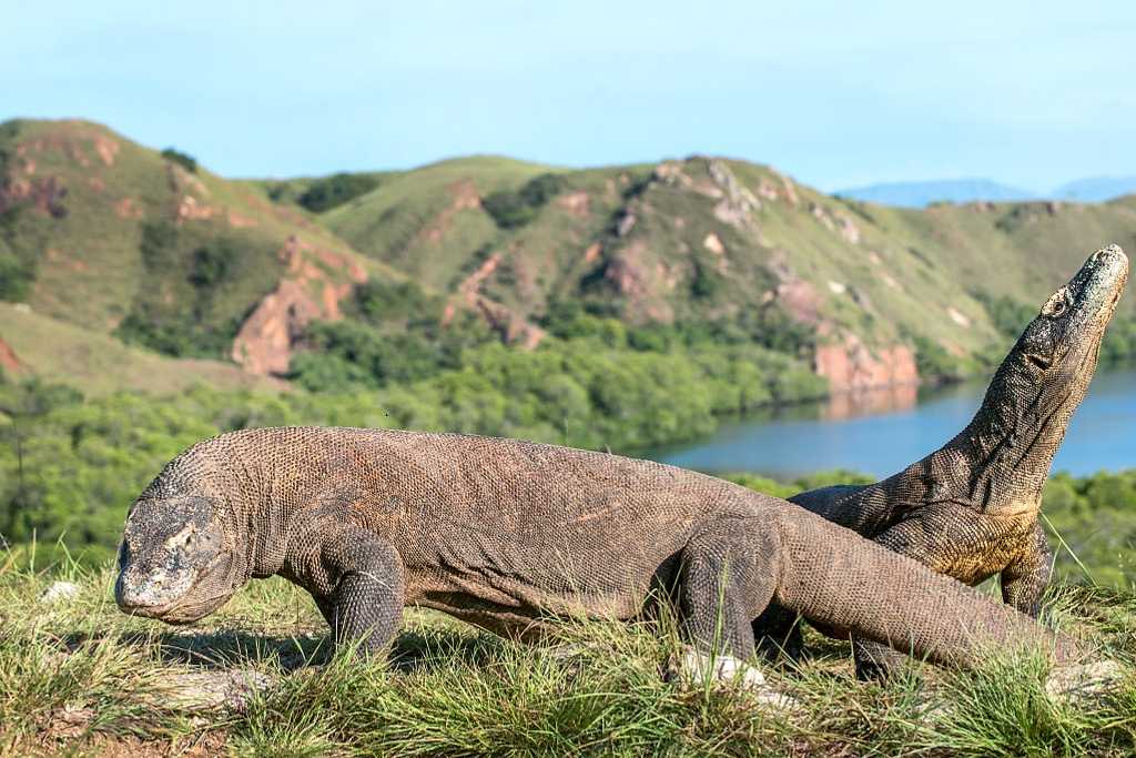 Komodo dragon, the biggest living lizard in the world, on Rinca Island, Indonesia.