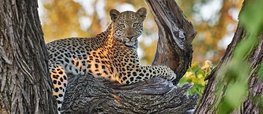 Chobe National Park, Botswana