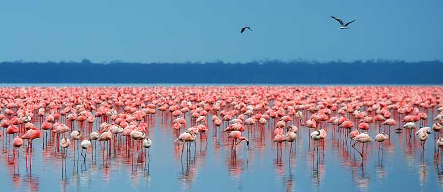 Flamingos in Lake Nakuru National Park, Kenya