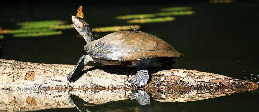 Butterfly on the nose of a turtle in the Amazon Rainforest of Peru.