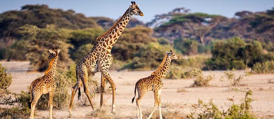 Giraffes at Serengeti National Park in Tanzania Giraffes at Serengeti National Park in Tanzania