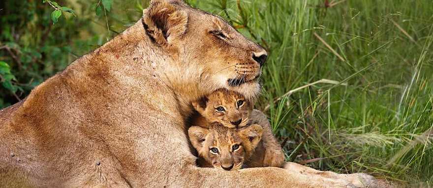 Sabi Sands, South Africa Lioness with her cubs in Sabi Sands, South Africa