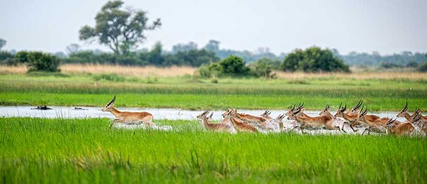 Lechwe running through the marshland in the Okavango Delta, Botswana