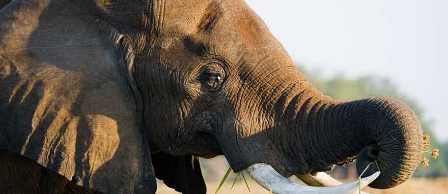 One-Week Uganda Adventure Safari One-Week Uganda Adventure Safari