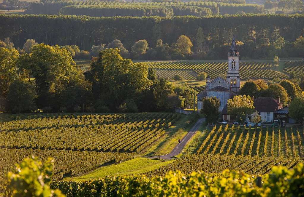 Vineyards in southwestern France