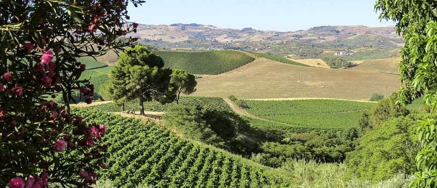 Vineyards in Sicily, Italy