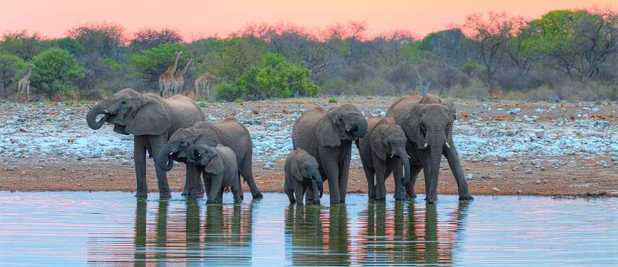 Etosha National Park in Namibia