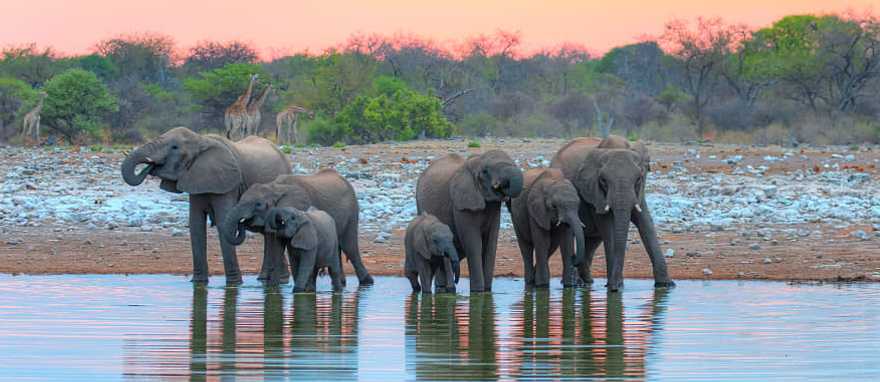 Etosha National Park in Namibia