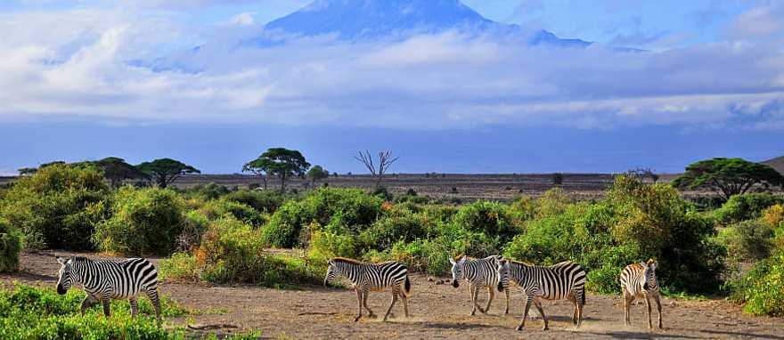 Zebras in Amboseli National Park, Kenya Zebras in Amboseli National Park, Kenya