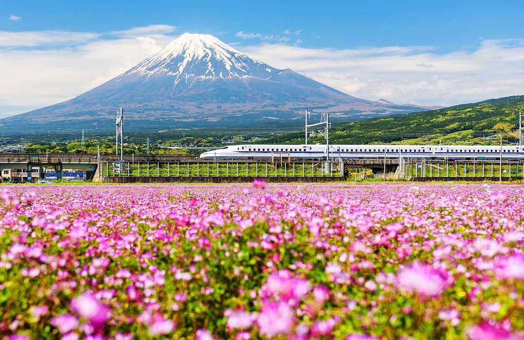 Tokaido Shinkanzen, Japanese bullet train, passing Mt. Fuji with spring flowers in the foreground
