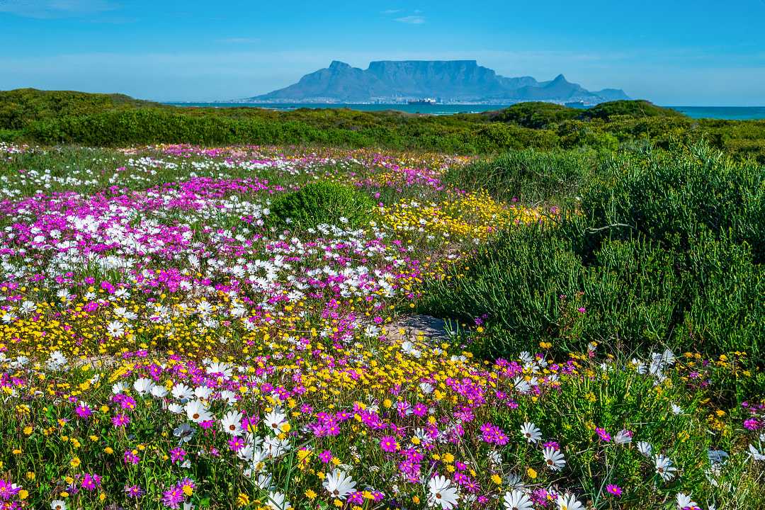 Wildflower blooming in Cape Town, South Africa