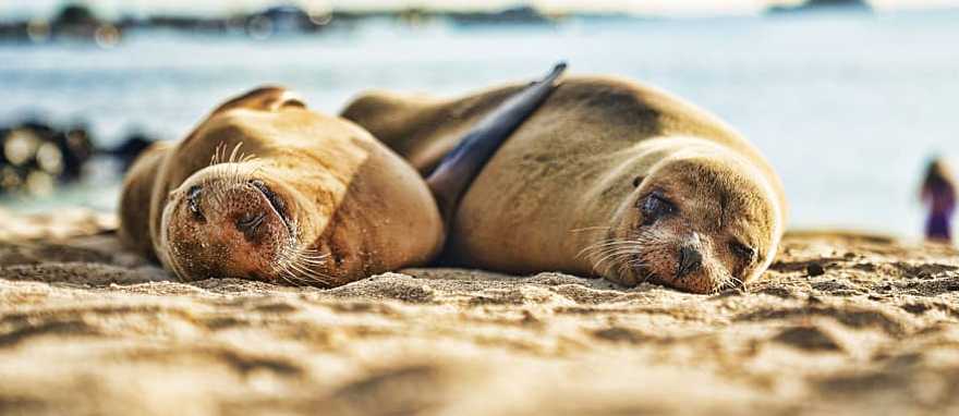 Sea lions basking on the beach, Galapagos, Ecuador