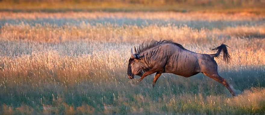 Wildebeest in the African savanna, South Africa