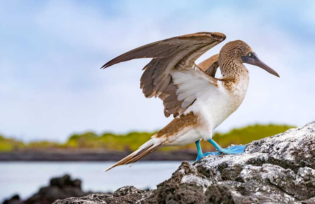 Blue-footed Boobie in the Galapagos Islands, Ecuador