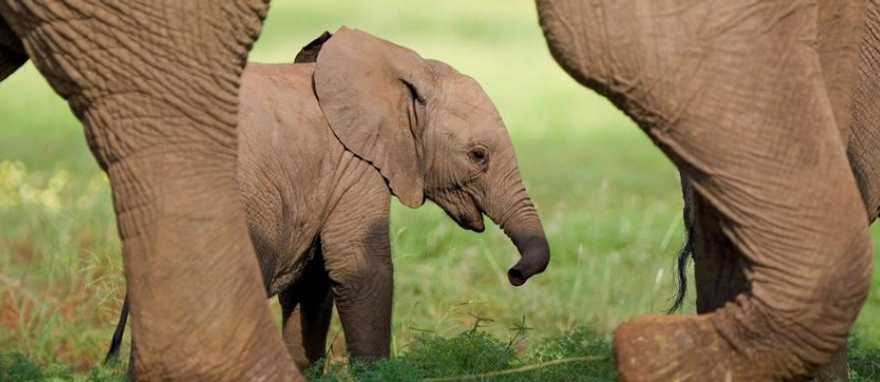 Elephant calf walking with its mother in the savanna Elephant calf walking with its mother in the savanna