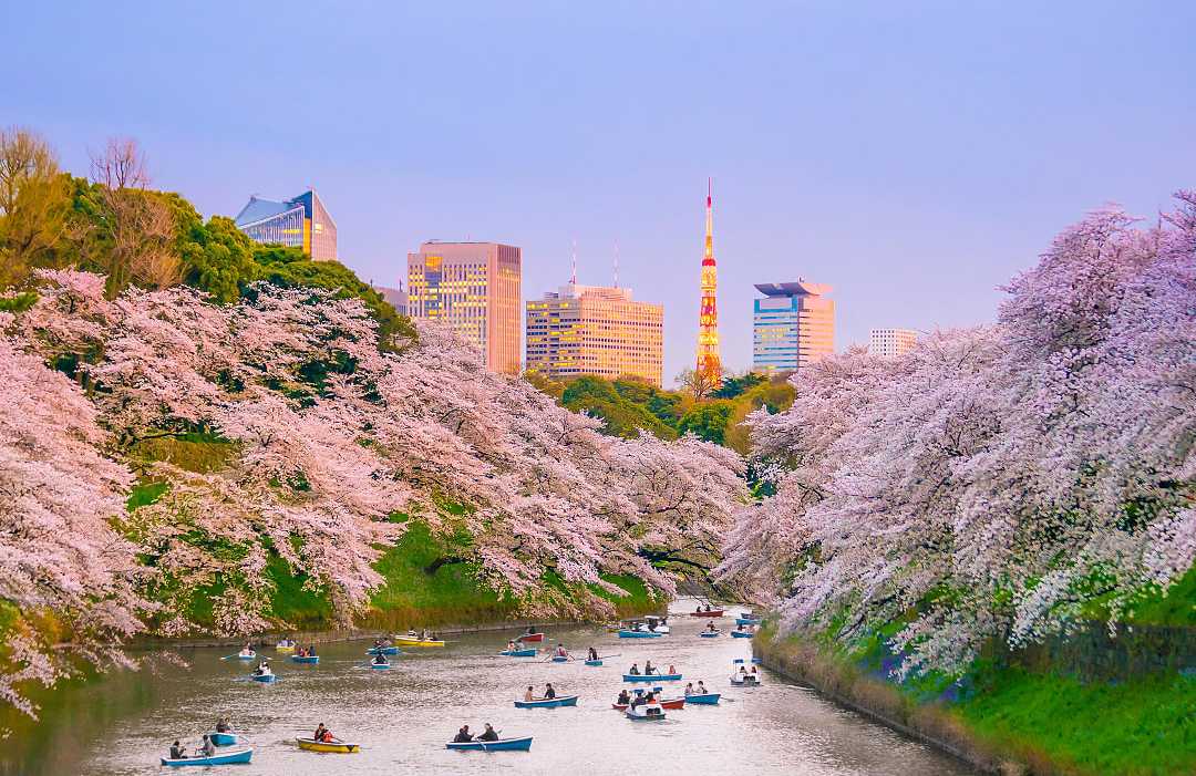 People boating on moat at Chidorigafuchi park during cherry blossom season in Tokyo, Japan