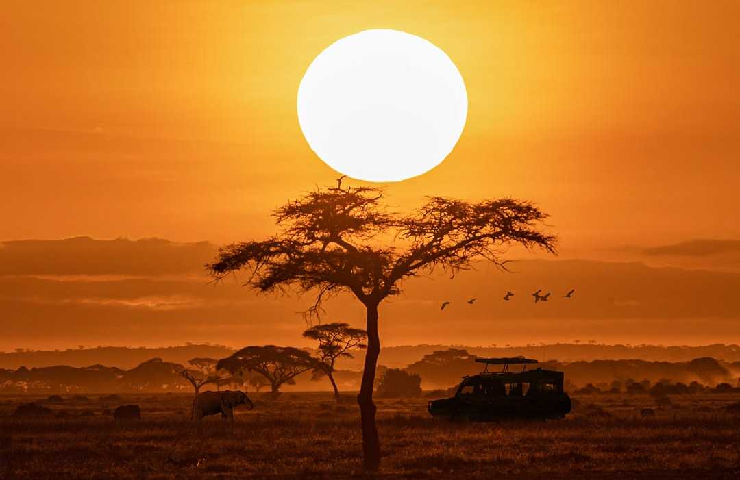Orange sunset with silhouette of safari vehicle, trees and elephants