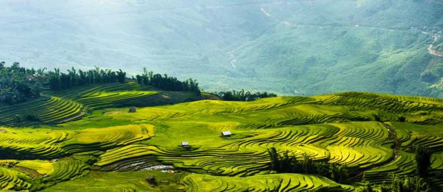 Rice fields terraces in Sapa, Vietnam.