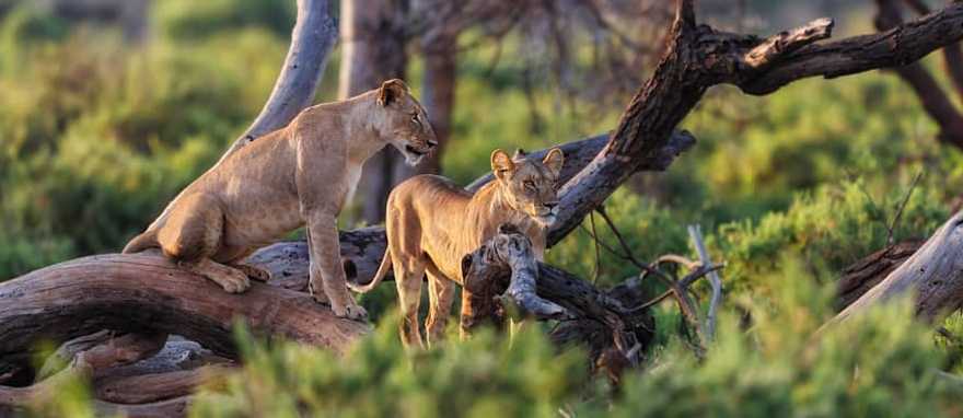 Lions watching from the trees in Samburu National Reserve, Kenya