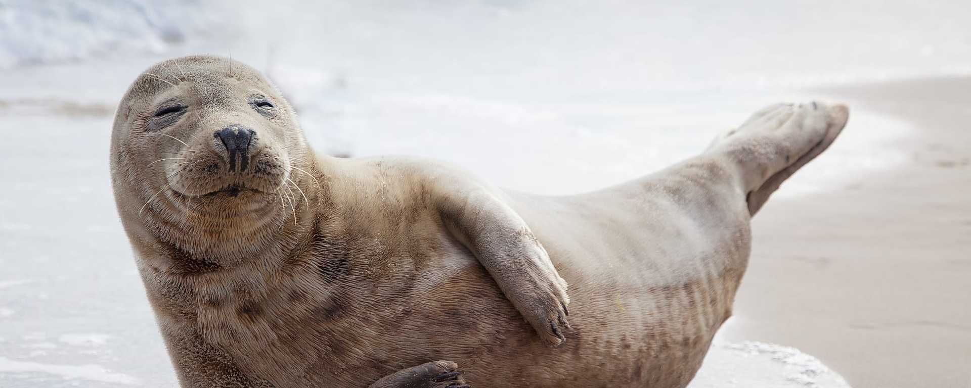 Sea lion in the Galapagos, Ecuador