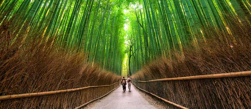 Sagano Bamboo Forest, Kyoto, a picturesque grove in the middle of urban landscapes, Japan Sagano Bamboo Forest, Kyoto, a picturesque grove in the middle of urban landscapes, Japan