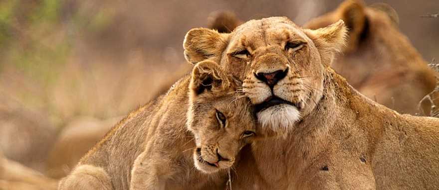 Lioness and her cub in Kruger National Park, South Africa. Lioness and her cub in Kruger National Park, South Africa.