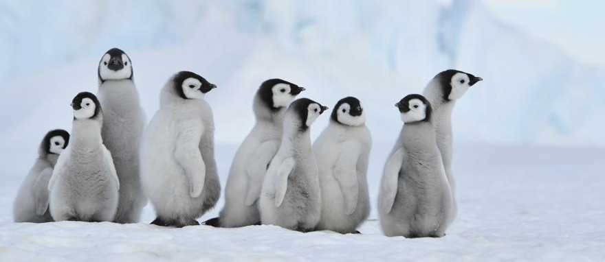 Emperor penguins on Snow Hill island, Antarctica