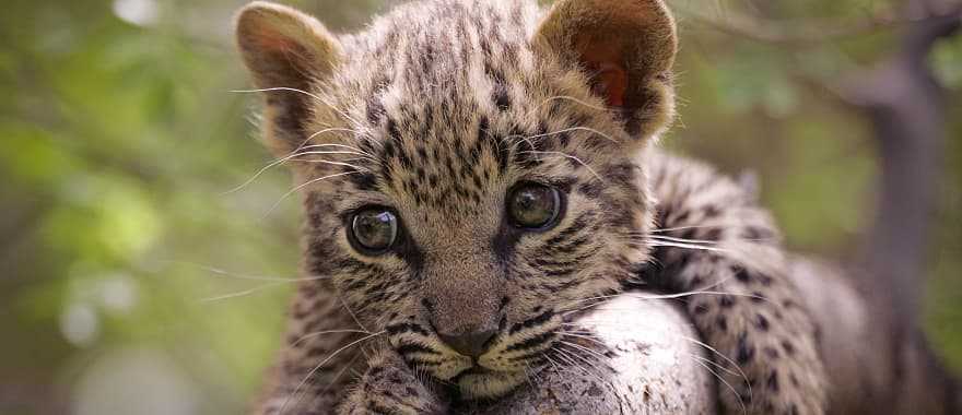 Leopard cub in tree, Kruger National Park, South Africa