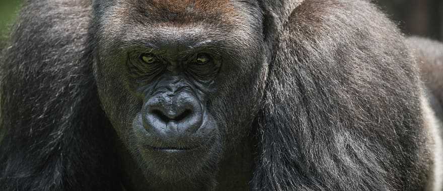 Silverback gorilla in The Impenetrable Forest National Park