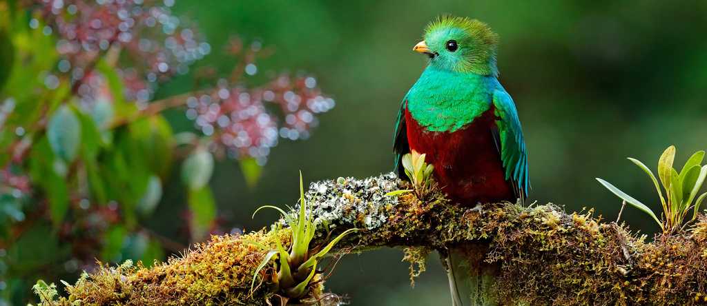 One of the beauties of the wild forests of Costa Rica Quetzal - sacred bird of the Mayan tribe