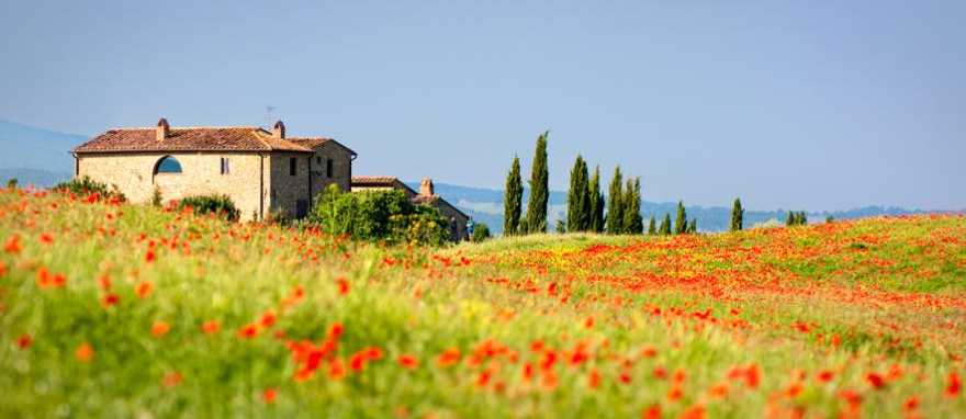 Tuscany, Italy Beautiful poppies surrounding a villa in Tuscany, Italy