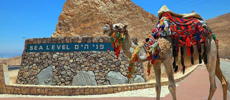 Decorated camel in Israel Decorated camel in Israel