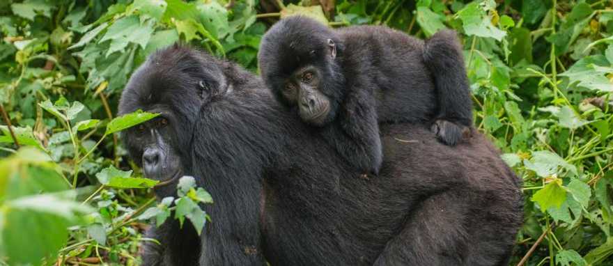 Mother and baby mountain gorilla in Bwindi Impenetrable Forest, Uganda