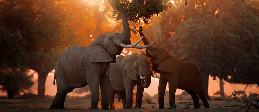 Herd of elephants at Mana Pools in Zimbabwe