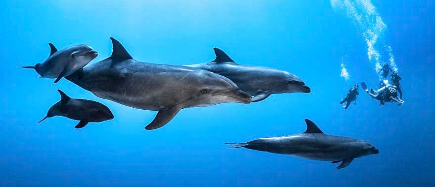 Diving with dolphins in Bora Bora