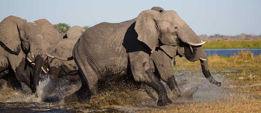 Family of elephants storming out of a waterhole together in Botswana, Africa