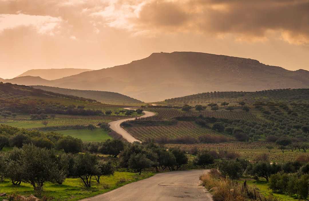 Crete, Greece Olive groves and vineyards in Crete, Greece