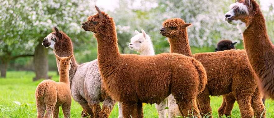  Idyllic Peruvian Getaway Tour for All Ages