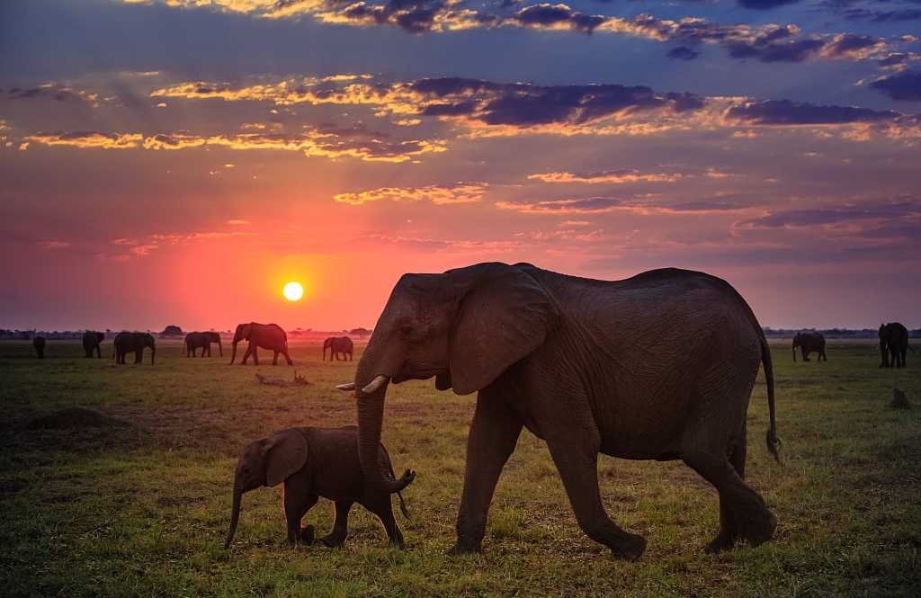 Herd of elephants at sunset in Chobe National Park, Botswana
