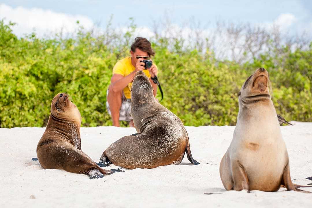 Man photographing sea lions on a beach in the Galapagos Islands