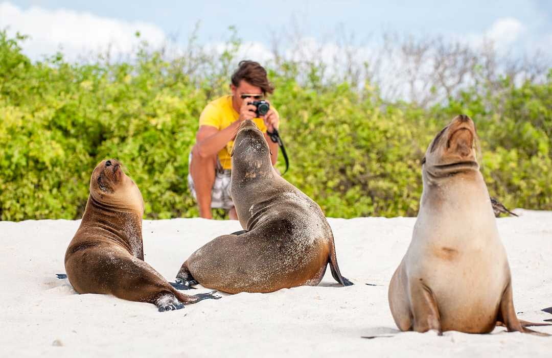 Man photographing sea lions on a beach in the Galapagos Islands