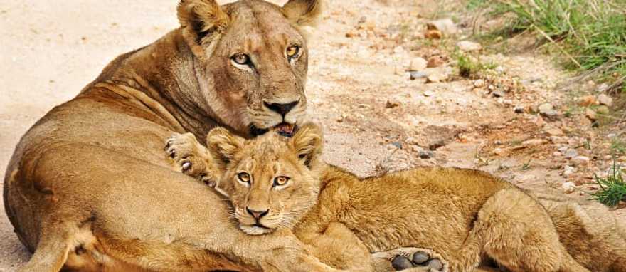 Lioness and lion cub on the African savanna Lioness and lion cub on the African savanna