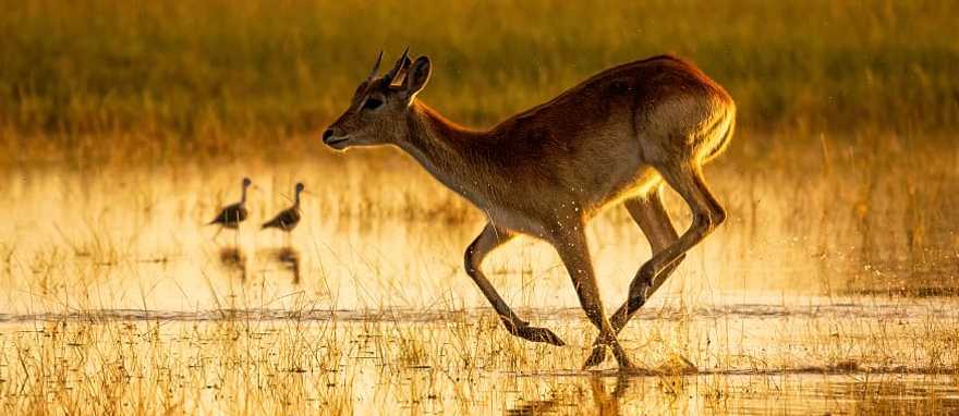 Okavango Delta, Botswana Lechwe running through the water in the Okavango Delta, Botswana